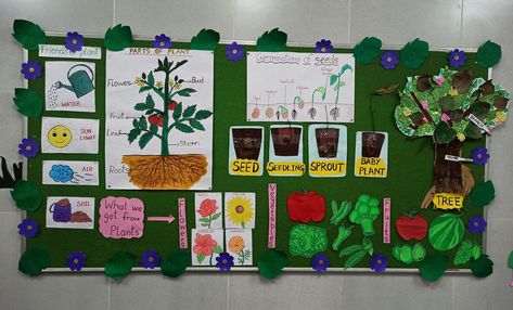 Plants Theme Board Ideas, Plants Theme Board Ideas For Preschool, Plant Science Fair Projects, Garden Bulletin Boards, Plant Lessons, Theme Board, Plant Activities, Dramatic Play Preschool, Printable Shapes