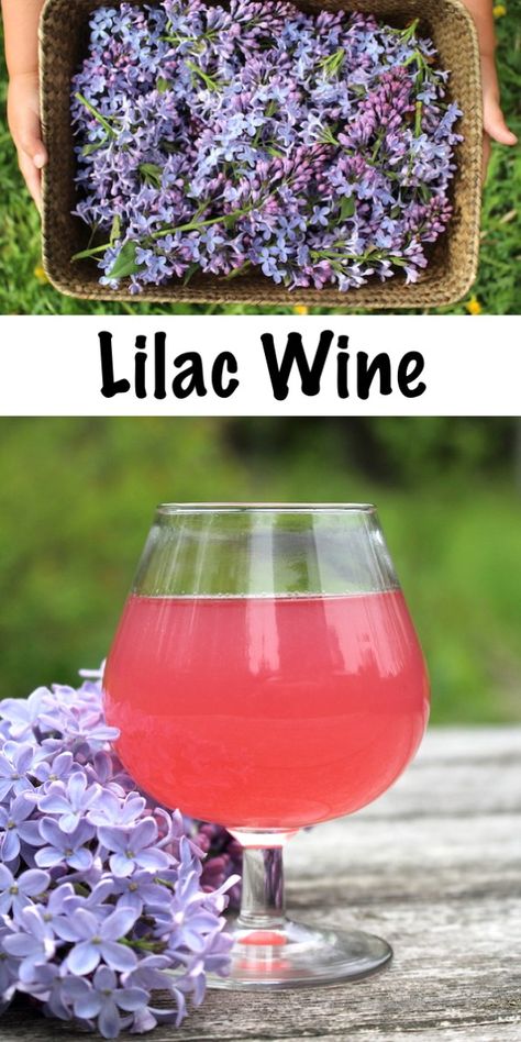 Homemade Lilac Wine Things To Do With Lilac Flowers, How To Make Homemade Wine, Lilac Mead, Wine Recipes Homemade, Lilac Recipes, Mead Recipes, Mead Making, Floral Recipes, Homemade Liqueur Recipes