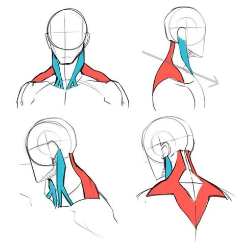 Amazing neck anatomy references by ichi-up.net 😍  Long time I struggled with that. • • • • • • 🔥 Follow @my.art.tutorials for more… Anatomy Neck Drawing, Neck Drawing Anatomy, Neck Muscles Reference, How To Draw A Head From The Back, Necks Reference, Trapezius Drawing Reference, Head And Neck Anatomy Drawings, Neck Anatomy Art, Anatomy Sketchbook Study