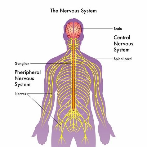 Nervous system illustration royalty free illustration Nervous System Drawing Easy, Nervous System Illustration, Nervous System Drawing, Bio Diagrams, Nervous Drawing, Nervous System Projects, Nervous System Diagram, Drawing Medical, Nervous System Anatomy