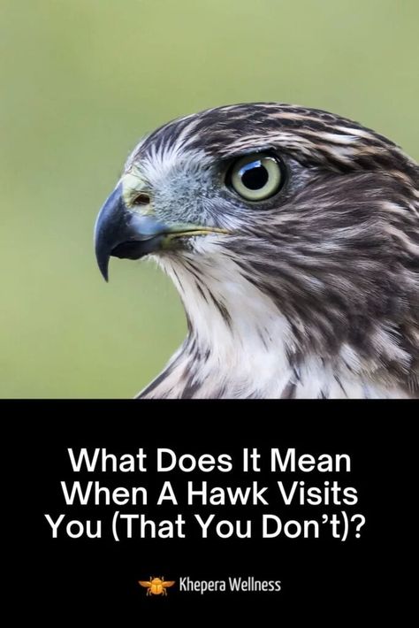 Spiritual Meaning Of Hawk, Hawk Meaning Spirit Animal, Hawk Symbolism Meaning, Birds Symbolism, Hawk Meaning, Hawk Symbolism, Hawk Spirit Animal, Bird Meaning, Spirit Animal Meaning