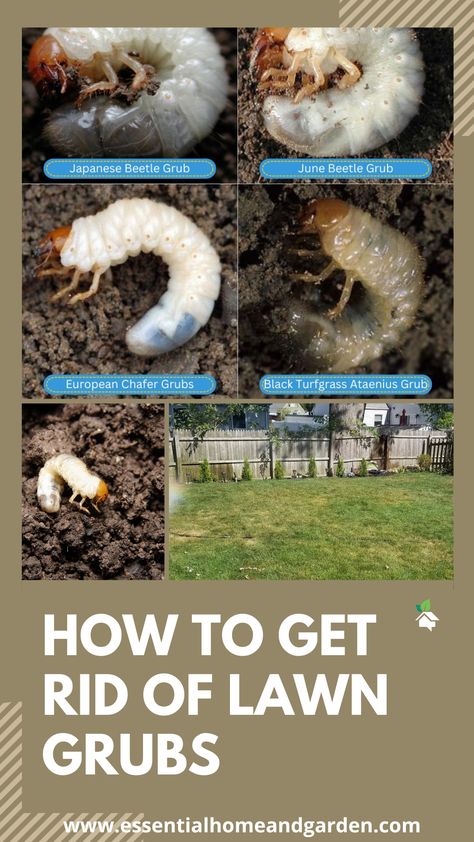 4 DIFFERENT TYPES OF GRUBS AND A LAWN SHOWING GRUB DAMAGE Dethatching Lawn, Grub Worms, Lawn Weeds, Mole Repellent, Lawn Repair, Lawn Pests, Lawn Turf, Yard Maintenance, Weeds In Lawn