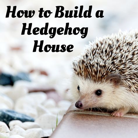 Hedgehog Habitat Ideas, Diy Hedgehog House, Diy Hedgehog, Hedgehog Habitat, Hedgehog Care, Hedgehog Accessories, Pet Hedgehog, Hedgehog Cage, Hedgehog Baby