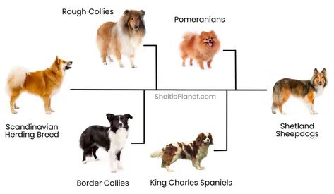 The Sheltie ancestry involves a Scandinavian herding breed being crossed with Rough Collies, Border Collies, Pomeranians, and King Charles Spaniels Shelty Dogs, Mini Collie, Sheltie Puppy, Sheep Dogs, Sheltie Dogs, Shetland Sheep, Shetland Islands, Pet Remembrance, Loyal Dogs