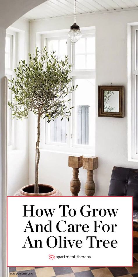 Live Indoor Olive Tree, Potting Room Indoor, Olive Tree In Pot Indoor, Olive Tree Outdoor Patio, Outdoor Olive Tree In Pot, Growing Olive Trees Indoors, How To Take Care Of Olive Tree, Arbequina Olive Tree Indoor, Potted Olive Trees Outdoor