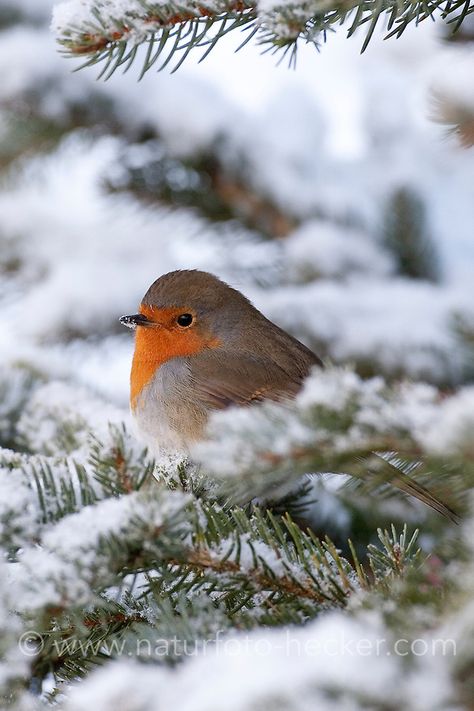 Rotkehlchen, aufgeplustert im Winter bei Schnee, Erithacus rubecula, robin Winter Szenen, Winter Bird, Winter Animals, Nature Birds, Winter Scenery, Bird Pictures, Pretty Birds, Little Birds, Sweet Animals