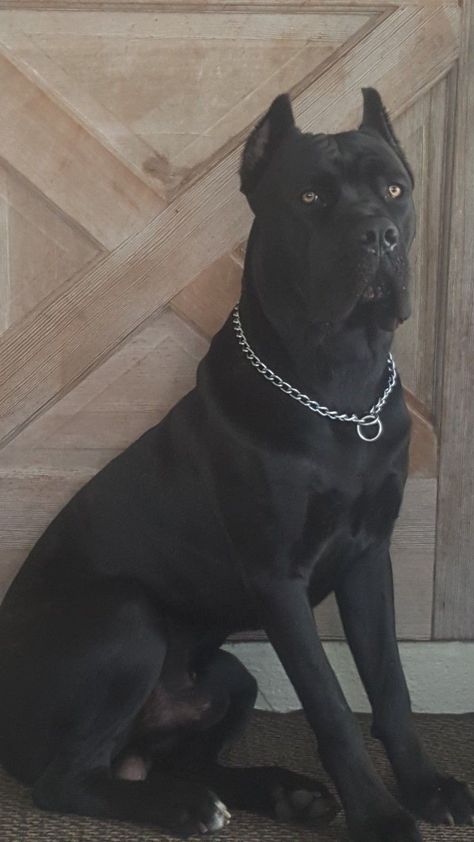 King Corso Dog, Black Cane Corso, Chien Cane Corso, Anjing Bulldog, Ras Anjing, Wallpaper Dog, Bully Breeds Dogs, Cane Corso Puppies, Big Dog Breeds