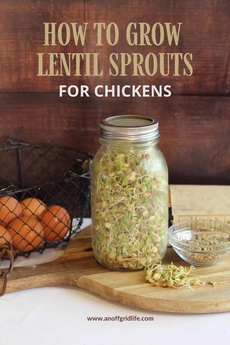 Lentil sprouts growing in a glass jar. Alfalfa For Chickens, How To Sprout Lentils In A Jar, Chicken Sprouts Recipes, How To Grow Sprouts For Chickens, Grow Sprouts For Chickens, Chicken Sprouts Fodder, Sprouting Chicken Feed, Sprouting Seeds For Chickens, How To Sprout Lentils For Chickens