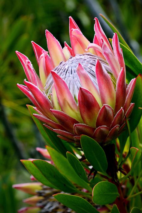 Protea Flower Photography, Proteas Flower, Fynbos Flowers, Protea Plant, South African Flowers, Pink Protea, Protea Art, Protea Flower, Australian Flowers