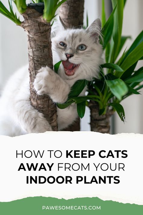 Cats and plants aren't always a good mix. We share practical tips to keep cats out of indoor pot plants so your plants have chance to thrive. Plants Bad For Cats, Catproof House Plants, Cat Proof Plant Shelves, Cat Plants Indoor, How To Keep Cats Out Of House Plants, Keeping Cats Out Of Plants, Protect Plants From Cats, Cat Proof Plants, How To Keep Cats Out Of Plants