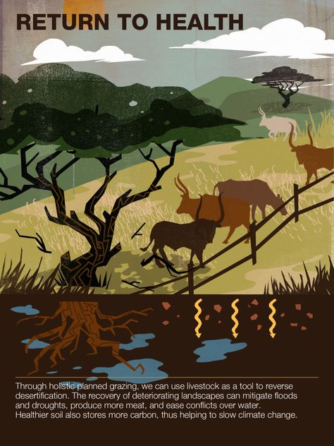 Conservation Grazing infographics | Return. The end result: land can be revived, with big impact for human ... Permaculture Gardening, Human Soul, Cheat Sheet, Cheat Sheets, Permaculture, The End, Around The Worlds, Key, Human