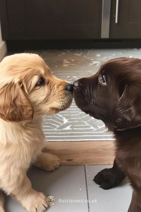 Chocolate Lab And Golden Retriever, Golden Lab, Friendly Animals, Yellow Labs, Chocolate Labs, Golden Retriever Mix, Fluffy Cows, Very Cute Dogs, Adorable Puppy