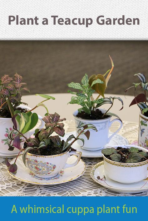 Plants In Teacups, Tea Cup Plant Pot, Plants In Tea Cups, Make Centerpieces, Teacup Plants, Teacup Planter, Tea Cup Planter, Tea Cup Centerpieces, Plant A Garden