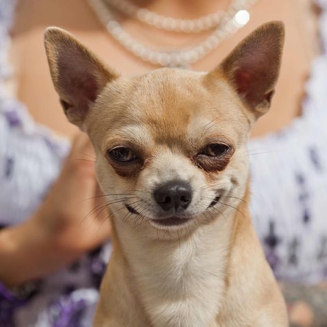 The breed is very alert, which makes chihuahuas an exceptional watch dog. Dogs Smiling, Small Chihuahua, Funny Dog Faces, Chihuahua Funny, Dog Shaming, Chihuahua Lover, Chihuahua Love, Pet Day, Funny Dog Pictures