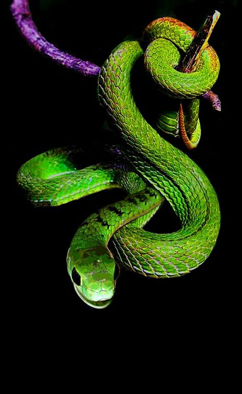 Boomslang Snake, Green Monochromatic, Air Force One Shoes, Pretty Snakes, Colorful Snakes, Magical Beings, Purple Snake, Snake Art, Green Snake