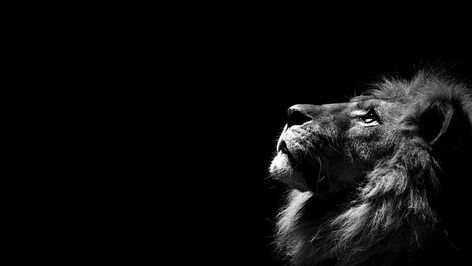 lion, simple background, minimalism, monochrome, animals, animal themes HD wallpaper Lion Wallpaper Hd 1080p, Black Lion Wallpaper, Lion Background, Lion Hd Wallpaper, Wildlife Wallpaper, Black And White Lion, Hd Wallpapers For Laptop, Lion Artwork, Laptop Wallpaper Desktop Wallpapers