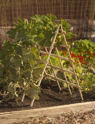 How To Build A Vertical Vegetable Garden Squash Trellis, Naturalistic Design, Kebun Herbal, Vertical Vegetable Gardens, Vertical Vegetable Garden, Diy Trellis, Garden Vines, Vertical Gardens, Garden Veggies