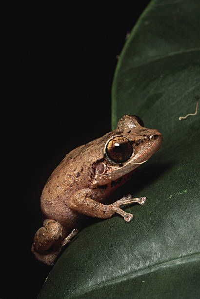 El Yunque Puerto Rico, Frog Photos, Coqui Frog, Taino Tattoos, Puerto Rico Pictures, Leopard Tattoos, Horror Photos, Puerto Rico History, Puerto Rico Art