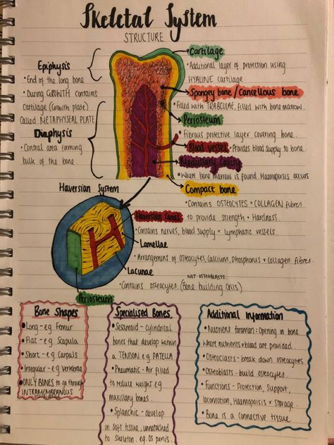 Bones Nursing Notes, Nurse Study Notes Bones, Skeletal System Notes Aesthetic, Skeletal System Anatomy Notes, Anatomy Notes Studying, Skeletal System Notes, Bones Notes, Physiotherapy Notes, Histology Notes