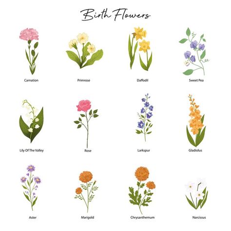 Birth Flower Illustration, Flower Of January, All Flowers Name, Flower Of May, March Flower, January Flower, January Carnation, January Birth Flower, Flower May