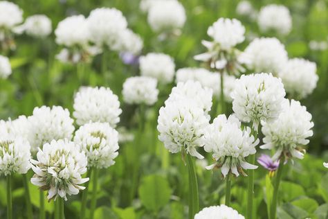 Clover Lawn, Clover Seed, White Clover, Covered Garden, Flower Spike, Buy Plants, Perfect Plants, Deciduous Trees, White Mark