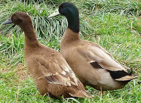 Hatching Duck Eggs, Welsh Harlequin Duck, Khaki Campbell Ducks, Keeping Ducks, Geese Breeds, Chickens For Sale, Hatching Chickens, Duck Breeds, Meat Birds