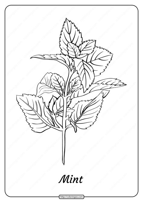 Free printable Mint coloring pages for kids of all ages. You can print or download them to color and offer them to your family and friends. #free #printable #mint #outline #coloringpage #pdf #plants Herb Coloring Pages, Mint Plant Drawing, Herb Artwork, Mint Drawing, Peppermint Herb, Apple Outline, Painting Pages, Mint Plant, Peppermint Plants