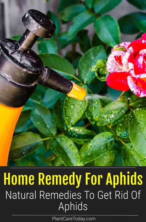 Aphids are sap-sucking insects commonly found on plants in yards and gardens. Learn how to get rid of aphids using natural home remedies. Get Rid Of Aphids On Plants, How To Get Rid Of Afids In The Garden, Aphids How To Get Rid Of, How To Get Rid Of Aphids On Plants, Aphids How To Get Rid Of Naturally, Aphid Spray Homemade, Aphids On Plants, Aphid Spray, Insect Eating Plants