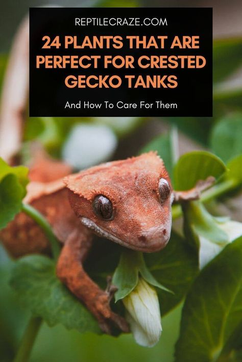 Bio Active Terrarium Crested Gecko, Bioactive Crested Gecko Tank, Crested Gecko Vivarium, Crested Gecko Habitat, Crested Gecko Morphs, Gecko Cage, Gecko Enclosure, Crested Gecko Care, Gecko Vivarium