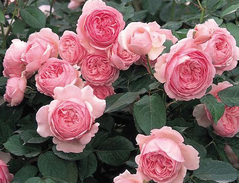 Thornless Roses, Deadheading Roses, Shade Roses, Rose Belle, Austin Rose, Rose Care, Shrub Roses, Garden Shrubs, Rose Fragrance