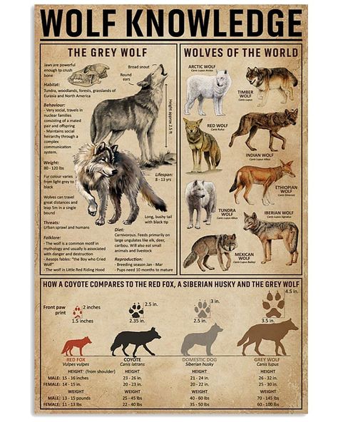 PRICES MAY VARY. Title: Gue Wolf Knowledge 12x8 Inch Metal Tin Sign Wolves Of The World Retro Poster Bar Cafe Farmhouse Decoration Wall Poster Painting. Product Type: Categories > Wall Art > Posters & Prints Mexican Gray Wolf, Personalized Gallery Wall, 70s Decor, Red Wolf, Hippie Costume, Farmhouse Decoration, Retro Stil, Wall Art Pictures, Print Store