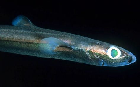 Lantern Shark, Weird Sharks, Grey Reef Shark, Types Of Sharks, Species Of Sharks, Small Shark, Shark Family, Reef Shark, Deep Sea Creatures