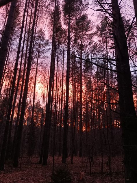 Forest Sunset Aesthetic, Sunset Forest Aesthetic, Dusk Forest, Sunset In The Forest, Podcast Aesthetic, Creepy Woods, Forest At Sunset, Nature Core, Apollo Aesthetic