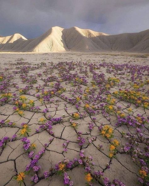 Atacama Desert, Desert Flowers, Growing Tree, In The Desert, Petunias, The Desert, Belle Photo, Art Original, Mother Nature