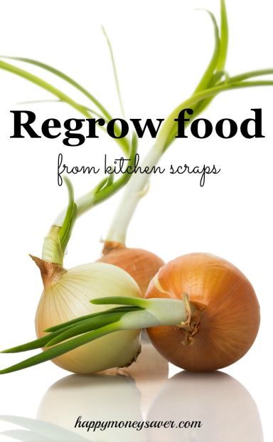 Herbal Nutrition, Regrow Celery, Regrow Green Onions, Growing Celery, Compost Container, Regrow Vegetables, Kitchen Scraps, Grow Avocado, Garlic And Ginger