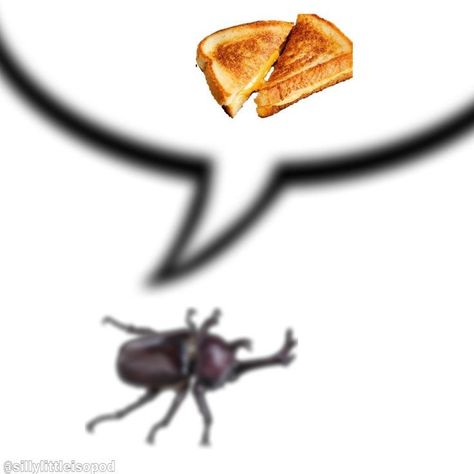 Bug Profile Pictures, Bug Lover Aesthetic, Bugcore Aesthetic, Cool Bug Facts, Bugs In Love, Bug Pfp, Bugs Aesthetic, Aesthetic Bug, Beetle Aesthetic