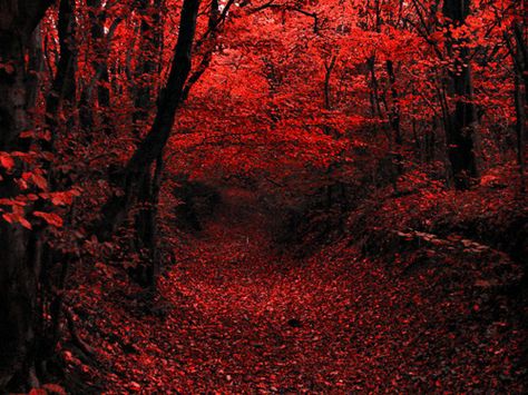 . Red Woods, Woods Aesthetic, Darkness Falls, Autumn Magic, Seasons Art, Beautiful Tree, Fall Foliage, Natural Wonders, The Great Outdoors