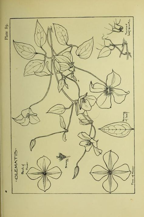 A handbook of plant-form for students of design; one hundred plates, comprising nearly 800 illustrations, drawn and described, and with an introductory chapter on design and a glossary of botanical terms : Clark, Ernest Ellis, 1869- : Free Download, Borrow, and Streaming : Internet Archive Nature Journaling, Nature Journal, On Design, Botanical Illustration, Surface Pattern Design, Surface Pattern, Surface Design, Internet Archive, The Borrowers