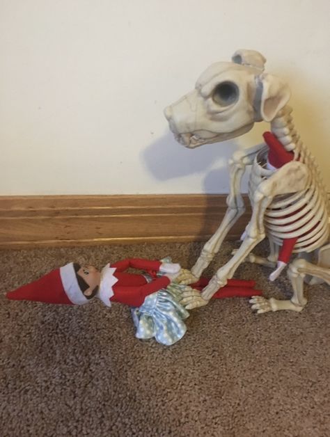 Halloween Skeleton Elf On The Shelf, Skeleton Animals, Awesome Elf On The Shelf Ideas, Love Halloween, Halloween Skeleton, Halloween Skeletons, Shelf Ideas, Rib Cage, On The Shelf