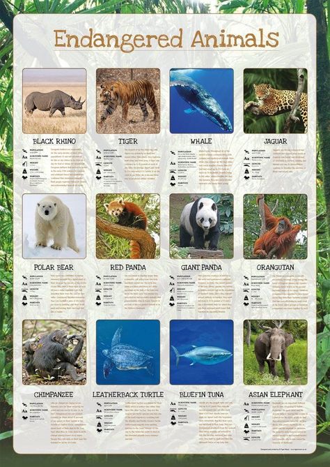 Endangered Animals Poster, Endangered Animals Activities, Endangered Animals Project, Panda Facts, Animals Poster, Information Poster, List Of Animals, Animal Science, Asian Elephant