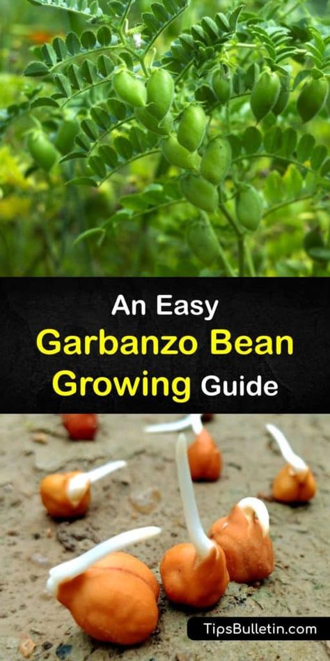 Bean Growing, Chickpea Plant, Garbonzo Beans, Roasted Garbanzo Beans, Gardening Tattoo, Gardener Aesthetic, Garbanzo Bean, Gardening Aesthetic, Garden Tattoo