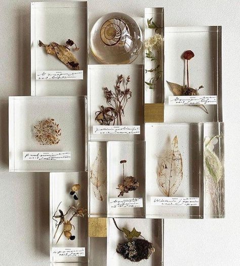 Nature Collection, Cabinet Of Curiosities, Assemblage Art, Nature Journal, Quiet Moments, Sculpture Installation, Cute Crafts, Go Outside, Pressed Flowers