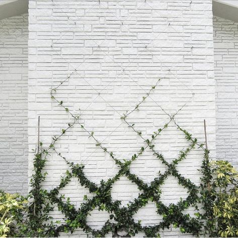 Jasmine On Trellis, Star Jasmine Trellis, Belgian Fence, Wall Trellis, Jasmine Plant, Diamond Trellis, Star Jasmine, Front Yard Design, Trellis Plants