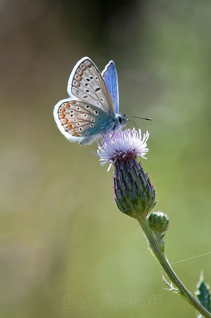 Common Blue Butterfly, Beautiful Butterfly Photography, 강아지 그림, Image Nature, Butterfly Photos, Beautiful Bugs, Butterfly Pictures, Haiwan Peliharaan, Insect Art