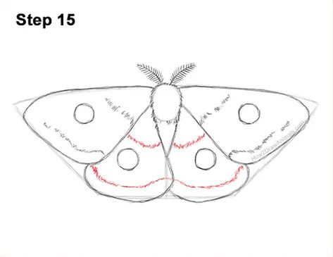 Draw an Emperor Moth 15 Moth Video, Emperor Moth, Moth Drawing, Drawing Instructions, Moth Wings, Wings Drawing, Moth Art, New Drawing, Little Doodles