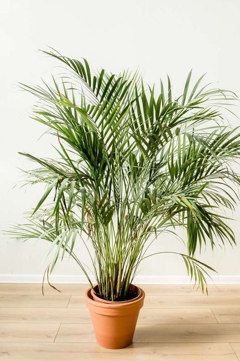 How to Grow and Care For Indoor Palm Trees Palm Plant Indoor, Indoor Palm Plants, Palm Plant Care, Palm Tree Care, Indoor Plants Names, Palm House Plants, Indoor Palm, Chamaedorea Elegans, Indoor Palm Trees