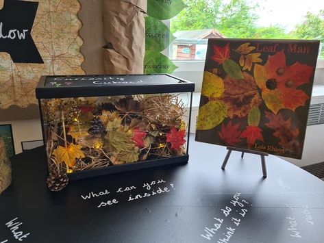 Autumn Curiosity Cube, Autumn Curiosity Approach, Curiosity Box Ideas, Curiosity Cube Eyfs Ideas, Ks1 Provision, Eyfs Autumn, Curiosity Approach Eyfs, Autumn Eyfs, Eyfs Outdoor Area