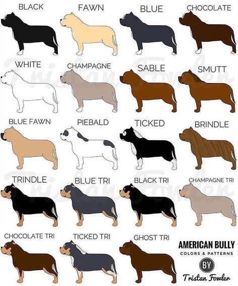 Bully Fans on Instagram: “The American Bully color varieties. #bullterrier #americanbully #apbt #englishbulldog #shortybull #canecorso #bullterrier…” Pitbull Colors, Exotic Bully, American Bully Kennels, American Bully Pitbull, American Bully Pocket, British Bull Terrier, Bully Pitbull, Pocket Bully, American Bullies