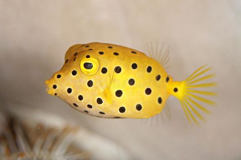 Sea Creatures Photos, Box Fish Tattoo, Boxfish Drawing, Boxfish Tattoo, Fish Reference Photo, Underwater Mural, Pineapple Fish, Fish Sides, Box Fish