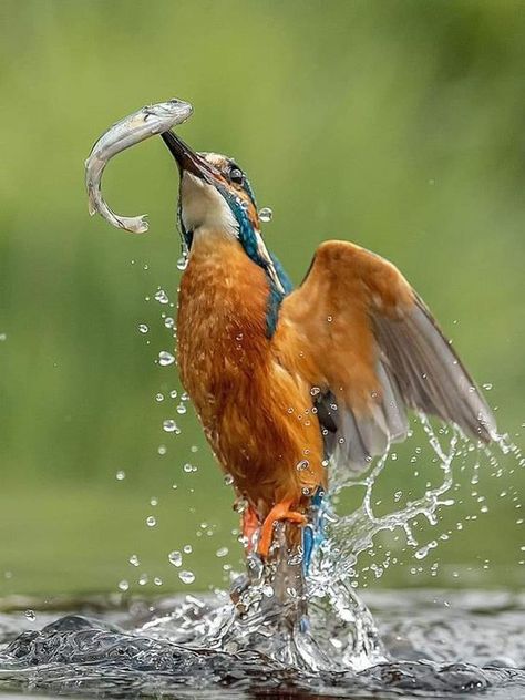 Burung Raja Udang, Nicobar Pigeon, Kingfisher Bird, Common Birds, Most Beautiful Birds, The Shot, All Birds, Alam Yang Indah, Colorful Birds